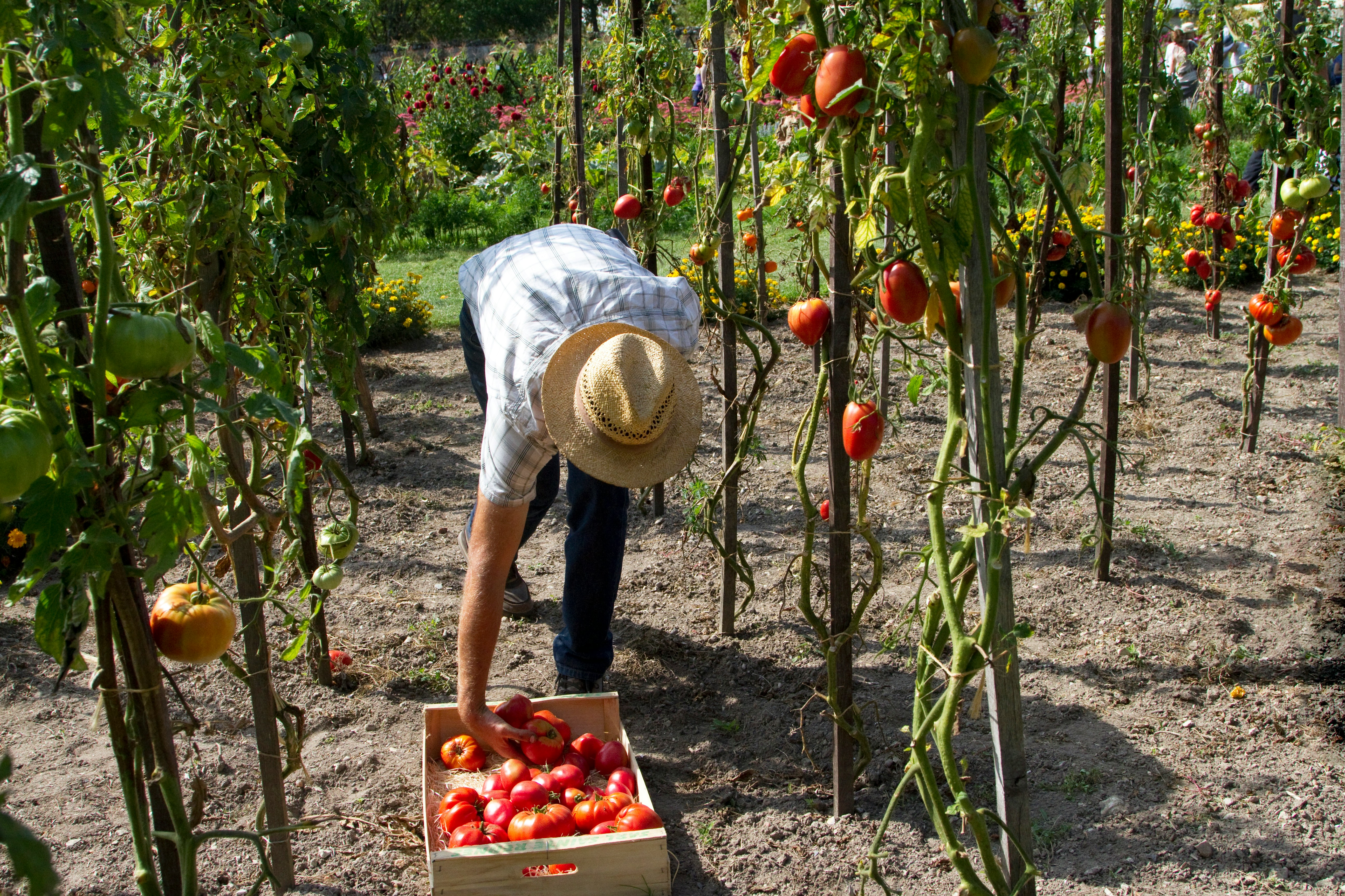 Agricultores locais colhendo fruta fresca